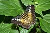 Butterfly Parthenos sylvia, Nymphalidae Tropehuset / Zoological garden / Copenhagen   insects 