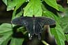 Butterfly Papilio spec Tropehuset / Zoological garden / Copenhagen   insects 