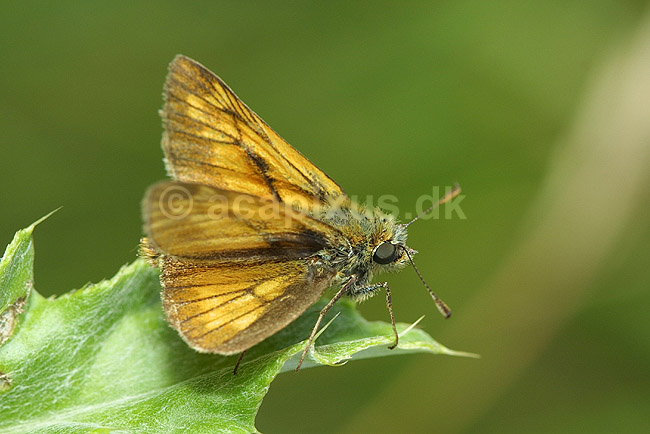Stor Bredpande; Ochlodes venatus, Hesperiidae; F�rup / Nordjylland; ; ; insekter; 