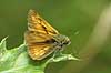Butterfly Ochlodes venatus, Hesperiidae F�rup / North Jutland   insects 