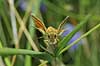 Butterfly Ochlodes venatus, Hesperiidae F�rup / North Jutland   insects 