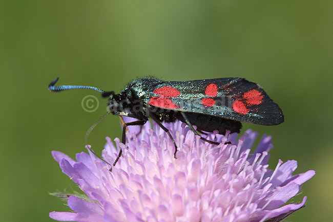 Seksplettet K�llesv�rmer; Zygaena filipendulae, Zygaenidae; F�rup / Nordjylland; ; ; insekter; 