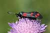 Butterfly Zygaena filipendulae, Zygaenidae F�rup / North Jutland   insects 