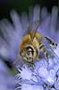 Bee on flower Apis mellifera, Apidae KVLs have, Copenhagen   insects 