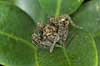 Spider Lycosidae KVLs have, Copenhagen   spiders 