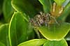 Spider Lycosidae KVLs have, Copenhagen   spiders 