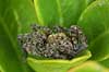 Spider Lycosidae KVLs have, Copenhagen   spiders 
