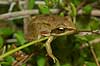 Frog Rana dalmatina, Ranidae B�llemosen / J�gersborg Hegn / Sealand   amphibians 