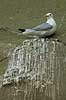 Black-legged Kittiwake on colony at Bulbjerg Rissa tridactyla, Laridae Bulbjerg / North Jutland   birds 