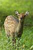 Fallow deer Dama dama, Cervidae J�gersborg Dyrehave / Sealand Denmark  mammals 