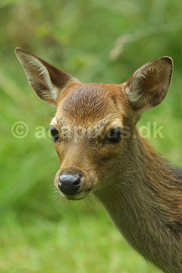 D�dyr, d�kalv, bambi; Dama dama, Cervidae; J�gersborg Dyrehave / Sj�lland; Danmark; ; pattedyr; 
