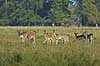 Fallow buck and deer at leek Dama dama, Cervidae J�gersborg Dyrehave / Sealand Denmark  mammals 