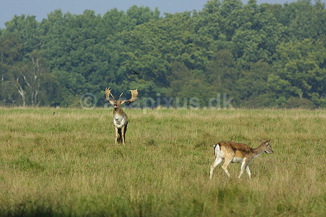 D�dyr, hjort og hinde p� brundstpladsen; Dama dama, Cervidae; J�gersborg Dyrehave / Sj�lland; Danmark; ; pattedyr; 