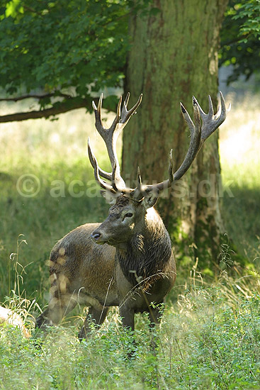 Kronhjort; Cervus elaphus, Cervidae; J�gersborg Dyrehave / Sj�lland; Danmark; ; pattedyr; 