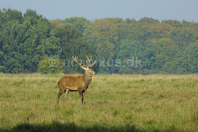 Kronhjorte p� d�dyrenes brunstplads; Cervus elaphus, Cervidae; J�gersborg Dyrehave / Sj�lland; Danmark; ; pattedyr; 