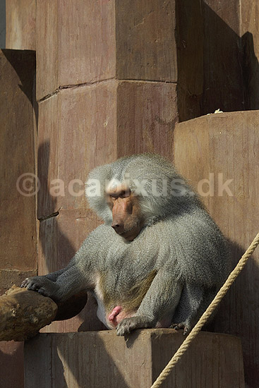 Kappebavian, han; Papio hamadryas, Cercopithecidae; K�benhavn ZOO; ; ; pattedyr; 