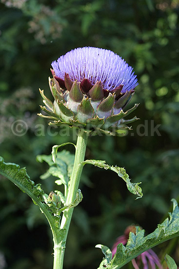 Artiskok i blomst; Cynara scolymus; Landboh�jskolens Have / Frederiksberg; ; ; planter; 