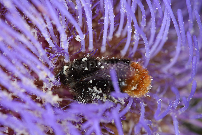 Humlebi s�ger nektar i artiskok blomst; Cynara scolymus; Landboh�jskolens Have / Frederiksberg; ; ; planter; 