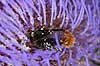 Bee seeking nectar in artichoke flower Cynara scolymus Landboh�jskolens Have / Frederiksberg   plants 