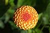 Georgine. Hybrid Wivex. Dahlia Landboh�jskolens Have / Frederiksberg   plants 