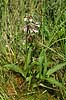 Orchid Epipactis palustris Vandplasken / K�rsg�rd Strand / L�nstrup / North Jutland   plants 