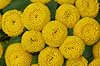  Tanacetum vulgare Faarup / North Jutland   plants 