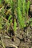  Hippuris vulgaris, Hippuridaceae Vandplasken / K�rsg�rd Strand / L�nstrup / North Jutland   plants 
