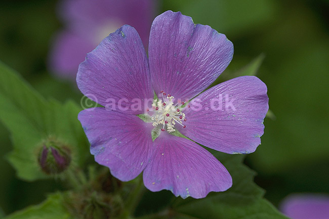 Anoda KVL; Malvaceae; Landboh�jskolens Have / Frederiksberg; ; ; planter; 