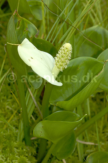 K�rmysse; Calla palustris; B�llemosen / J�gersborg Hegn / Sj�lland; ; ; planter; 