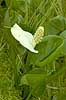 Calla Calla palustris B�llemosen / J�gersborg Hegn / Sealand   plants 