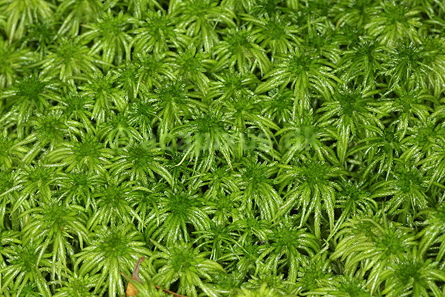 T�rvemos; Spagnum spec.; B�llemosen / J�gersborg Hegn / Sj�lland; ; ; planter; 