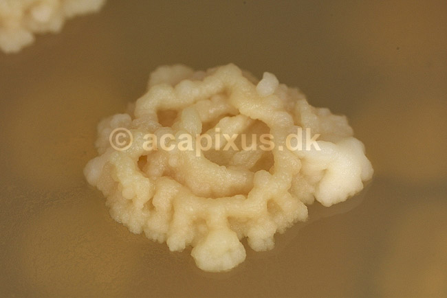 Bageg�r p� agarplade, sukkersvamp; Saccharomyces cerevisiae; ; ; ; svampe; 