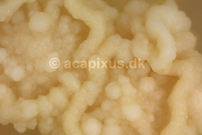 Bageg�r p� agarplade, sukkersvamp; Saccharomyces cerevisiae; ; ; ; svampe; 