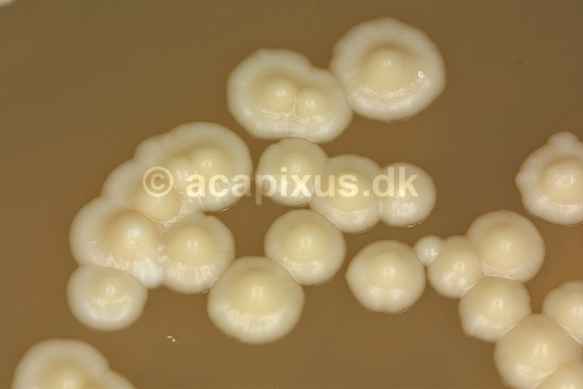 Bageg�r p� agarplade, sukkersvamp; Saccharomyces cerevisiae; ; ; ; svampe; 