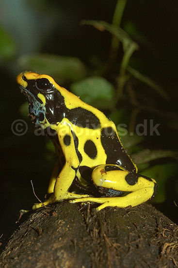 Flerfarvet giftfr�; Dendrobates tinctorius, Ranidae; Zoologisk Have, K�benhavn; ; ; padder; 