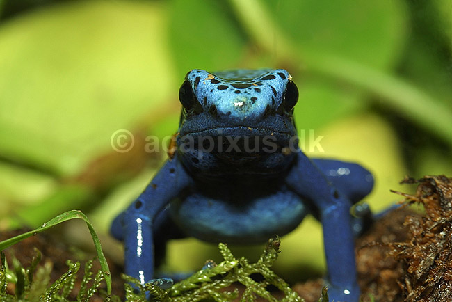 Bl� giftfr�; Dendrobates azureus, Ranidae; Zoologisk Have, K�benhavn; ; ; padder; 