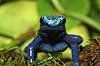 Poisonous Arrow Frog Dendrobates azureus, Ranidae Zoological garden, Copenhagen   amphibians 