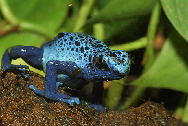 Bl� giftfr�; Dendrobates azureus, Ranidae; Zoologisk Have, K�benhavn; ; ; padder; 