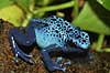 Poisonous Arrow Frog Dendrobates azureus, Ranidae Zoological garden, Copenhagen   amphibians 