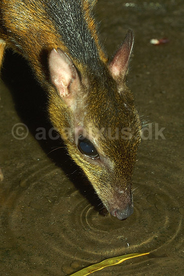 Javansk dv�rgmoskusdyr/Dv�rghjort; Tragulus javanicus, Tragulidae; Zoologisk Have, K�benhavn; ; ; pattedyr; 