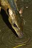 Javansk dv�rgmoskusdyr/Dv�rghjort Tragulus javanicus, Tragulidae Zoologisk Have, K�benhavn   pattedyr 