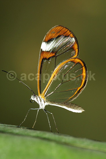 Sommerfugl, Glasvinge; Oleria tigilla, Ithomiidae; Tropehuset / Zoologisk Have / K�benhavn; ; ; insekter; 