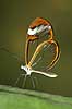 Butterfly - Glaswing Oleria tigilla, Ithomiidae Tropehuset / Zoological garden / Copenhagen   insects 