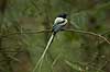 Paradise flycatcher Terpsiphone mutata Berenty Madagascar Africa birds 