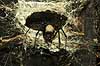 Black widow-like spider from Madagascar  P�rinet NP (Parc National d Andasibe-Mantadia NP) Madagascar Africa spiders 