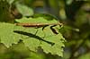 Kn�ler fra Madagaskar Mantodea P�rinet NP (Parc National d Andasibe-Mantadia NP) Madagaskar Afrika insekter 