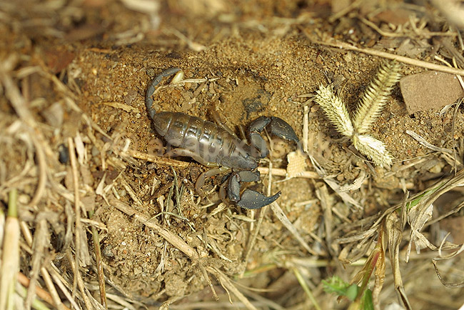 Skorpion fra Madagaskar; Scorpionida; Berenty; Madagaskar; Afrika; spindlere; 