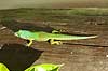 Stor Madagaskar daggekko Phelsuma madagascararensis P�rinet NP (Parc National d Andasibe-Mantadia NP) Madagaskar Afrika krybdyr 
