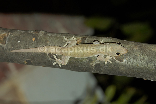Gekko; Gehyra mutilata; Morondava; Madagaskar; Afrika; krybdyr; 