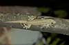 Gekko Gehyra mutilata Morondava Madagaskar Afrika krybdyr 